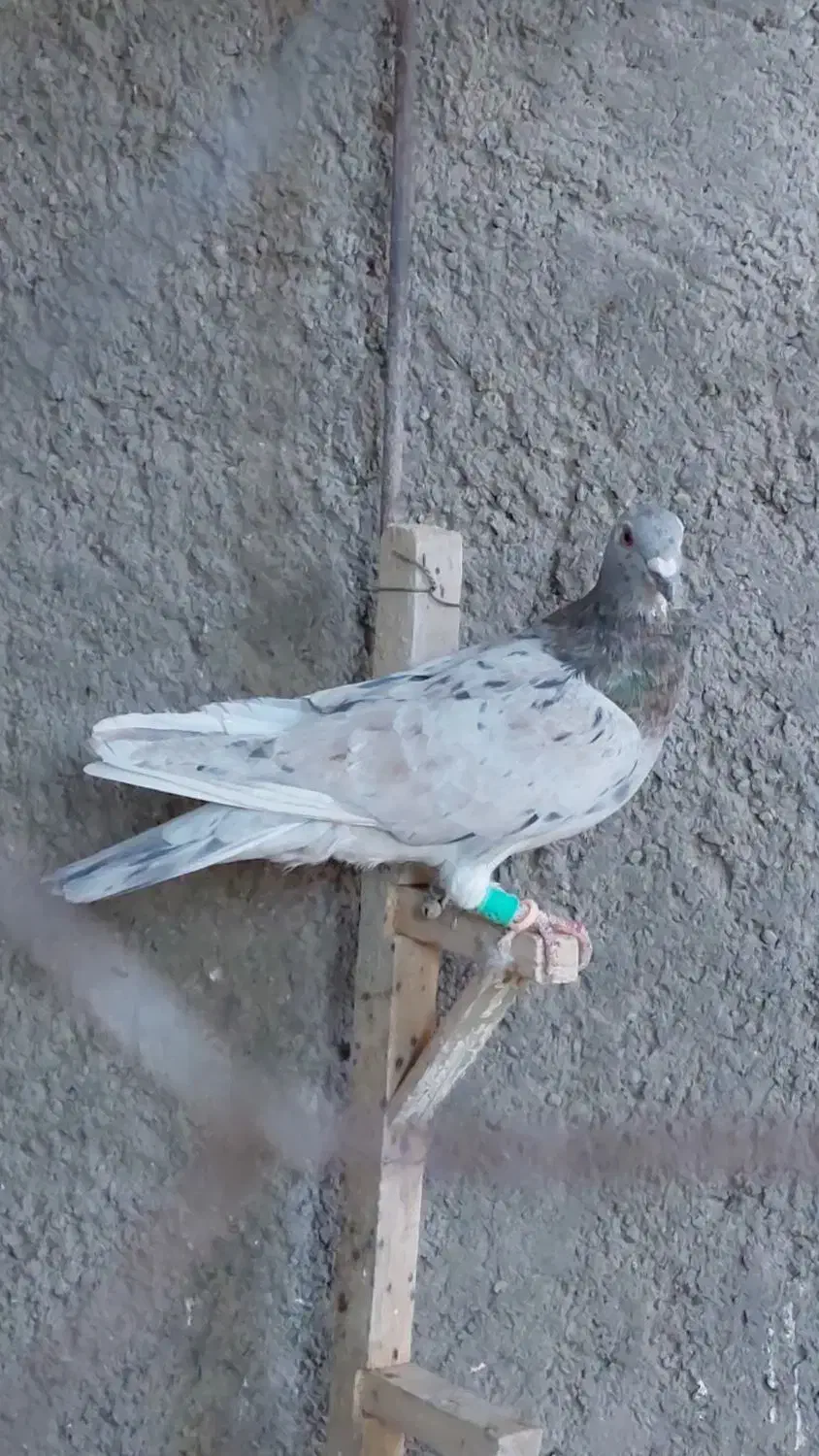 صیدبوم بلند|پرنده|تربت‌حیدریه, یحیی آباد|دیوار