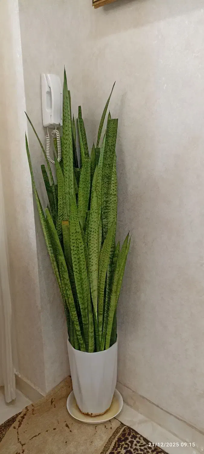 گل سانسوریای بزرگ باگلدون سرامیکی فقط 1750|گل و گیاه طبیعی|تربت‌حیدریه, شهرک ولیعصر|دیوار