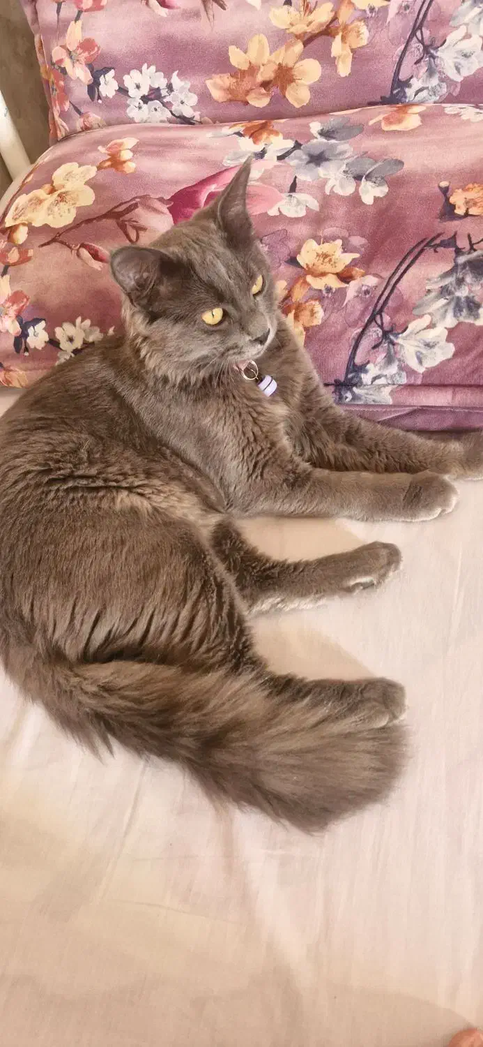 راشن بلو اصیل|گربه|قم, نیروگاه|دیوار