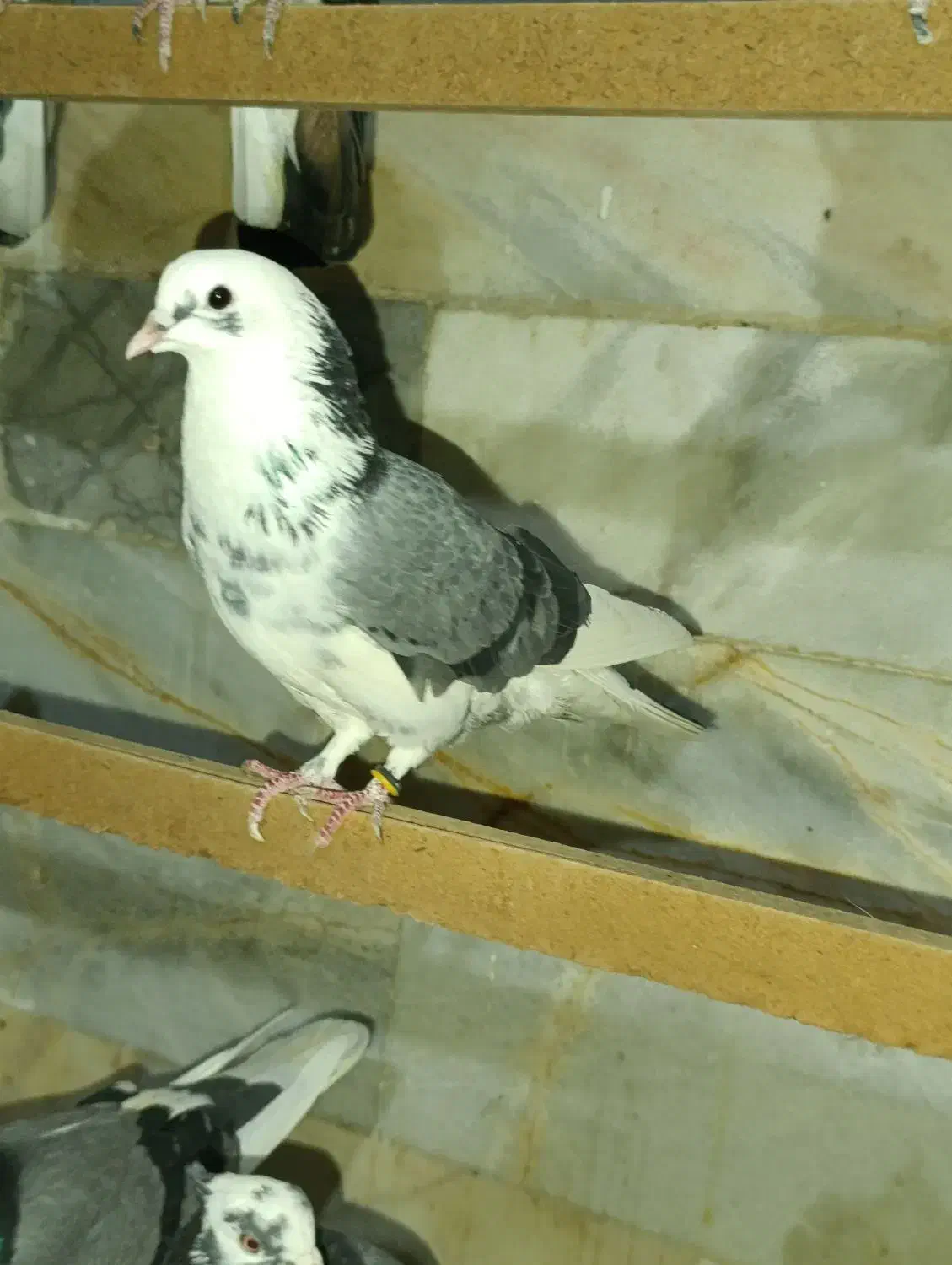 فروش کبوتر پرشی|پرنده|زرندیه, |دیوار