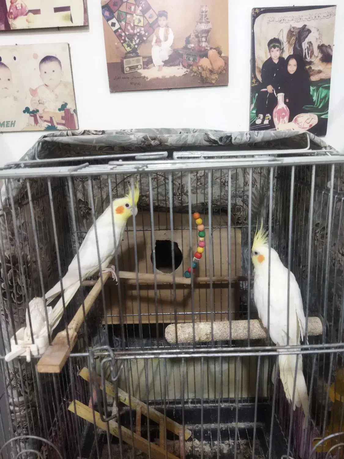 عروس هلندی فروشی. نر و ماده|پرنده|مینودشت, |دیوار