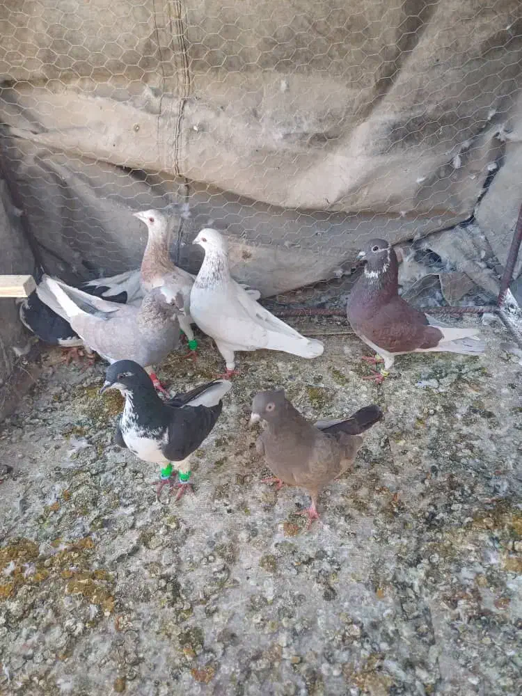 کفتر نر و ماده هوایی تنگ|پرنده|شیراز, پودنک|دیوار