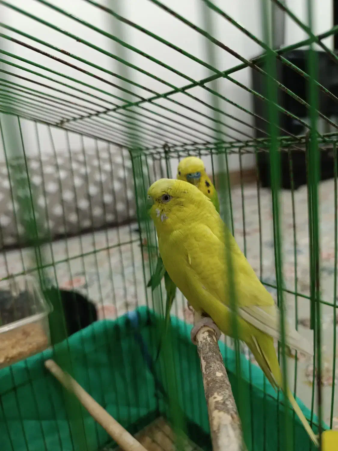 مرغ عشق|پرنده|جوانرود, |دیوار