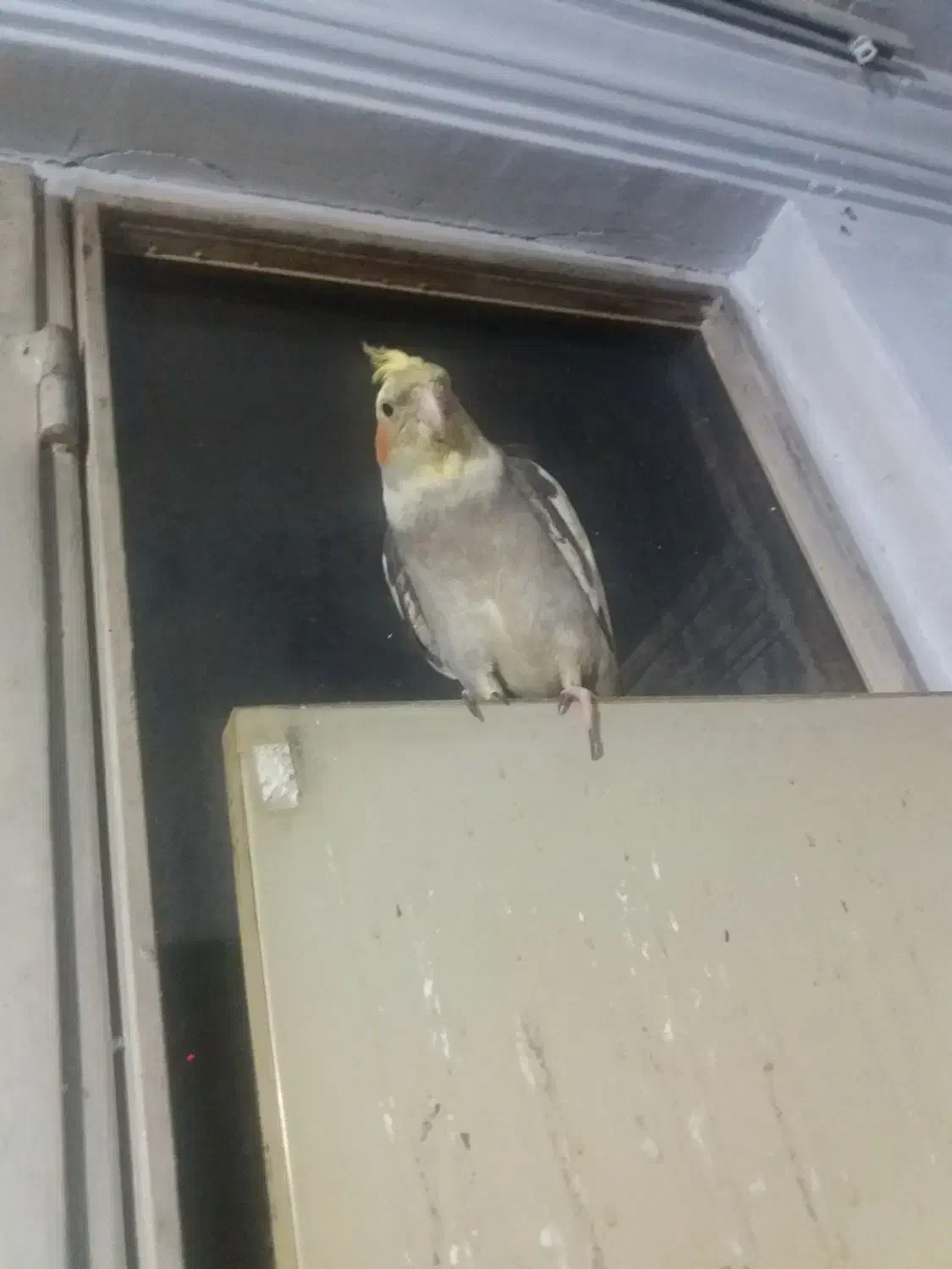 عروس هلندی|حیوانات|ماهدشت, |دیوار