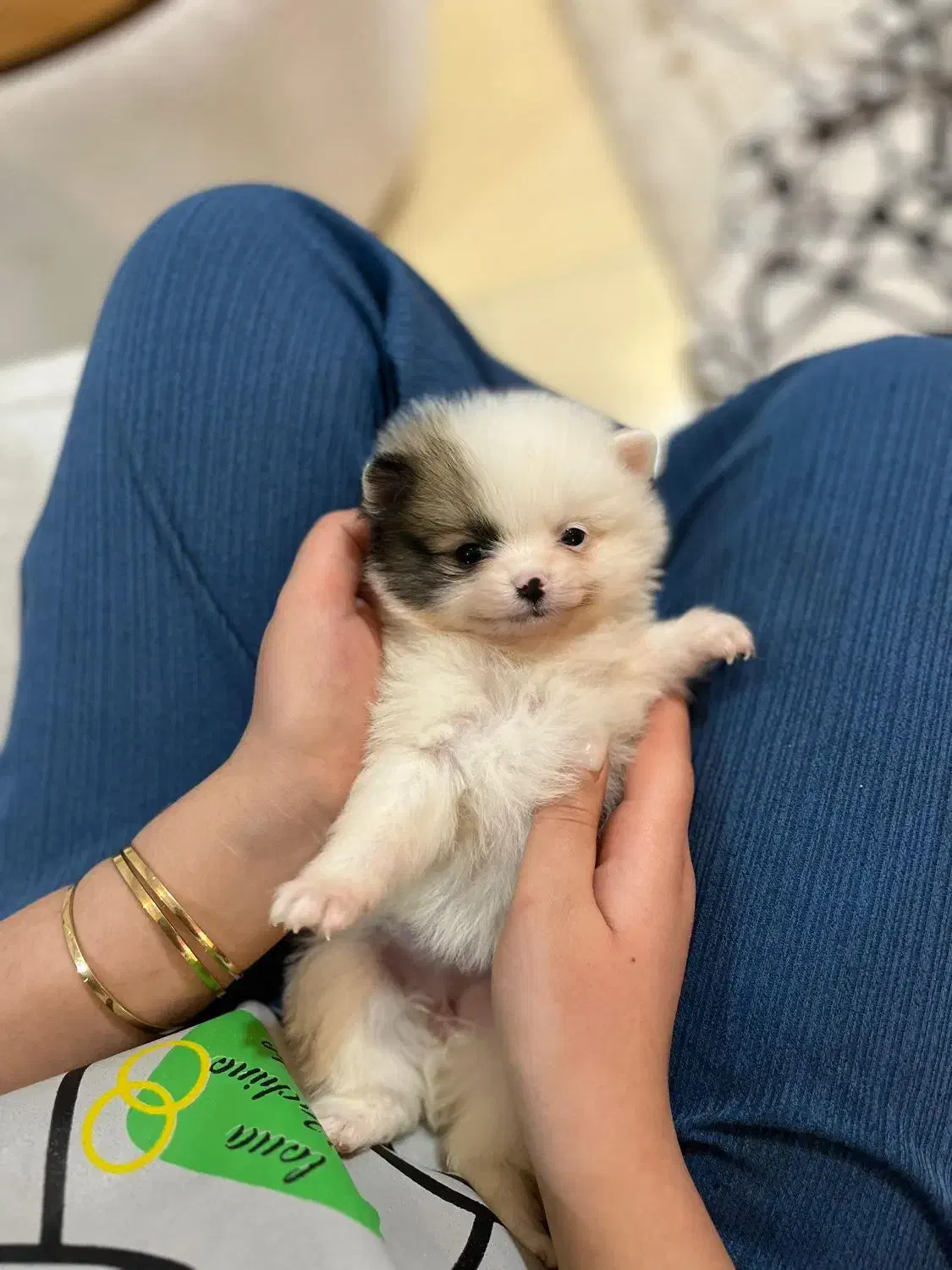 توله پامرانین|سگ|اندیشه, شهرک مریم|دیوار