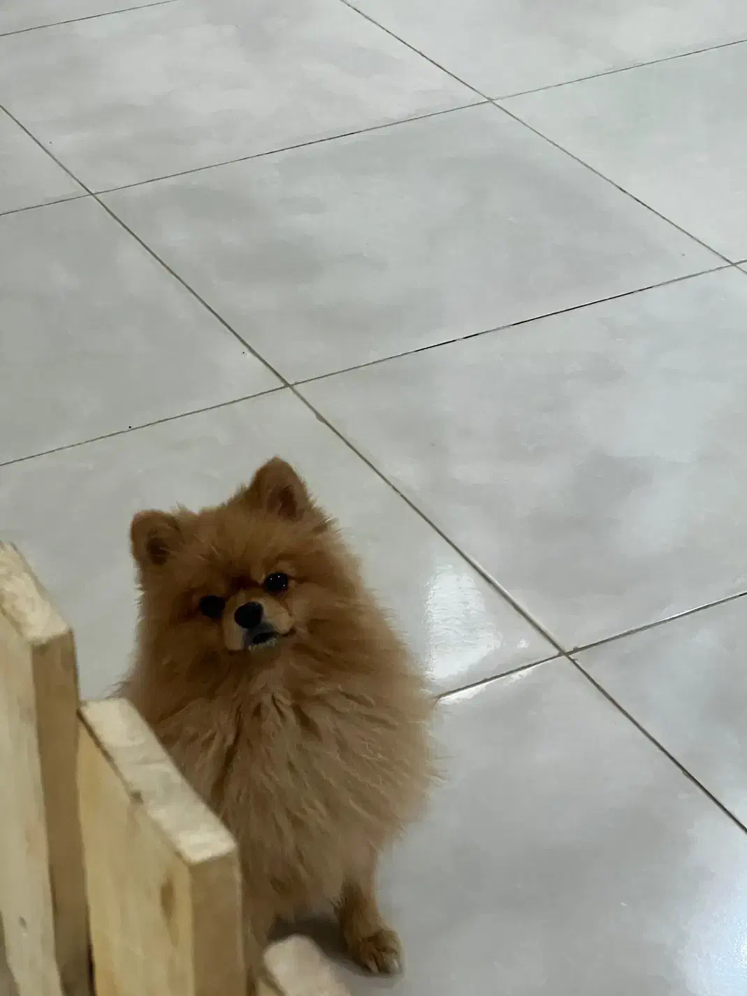 پانسیون حیوانات خانگی|استخدام سرایداری و نظافت|اهواز, کیان اباد|دیوار