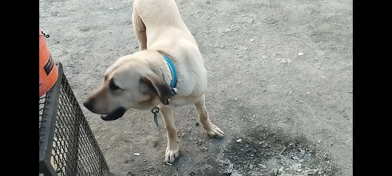 سگ دزدیده شده|حیوانات|سنندج, |دیوار