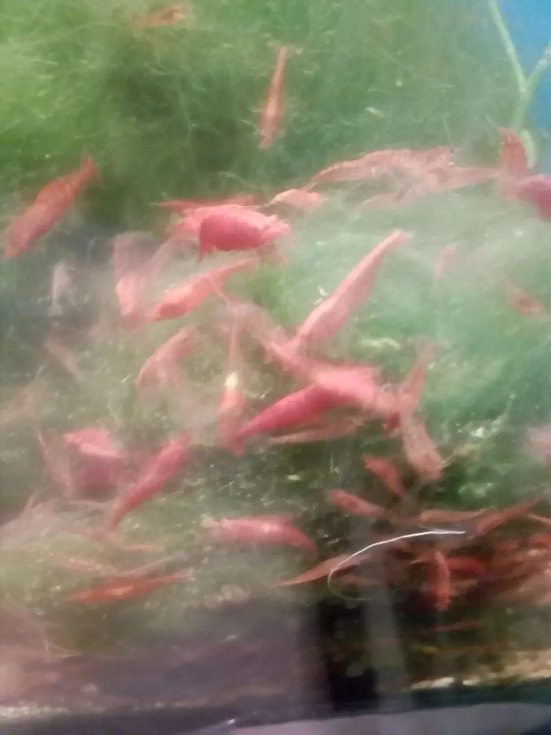 میگوی ردچری و ماهی فایتر ماده|ماهی|قرچک, میرزائی شمالی|دیوار