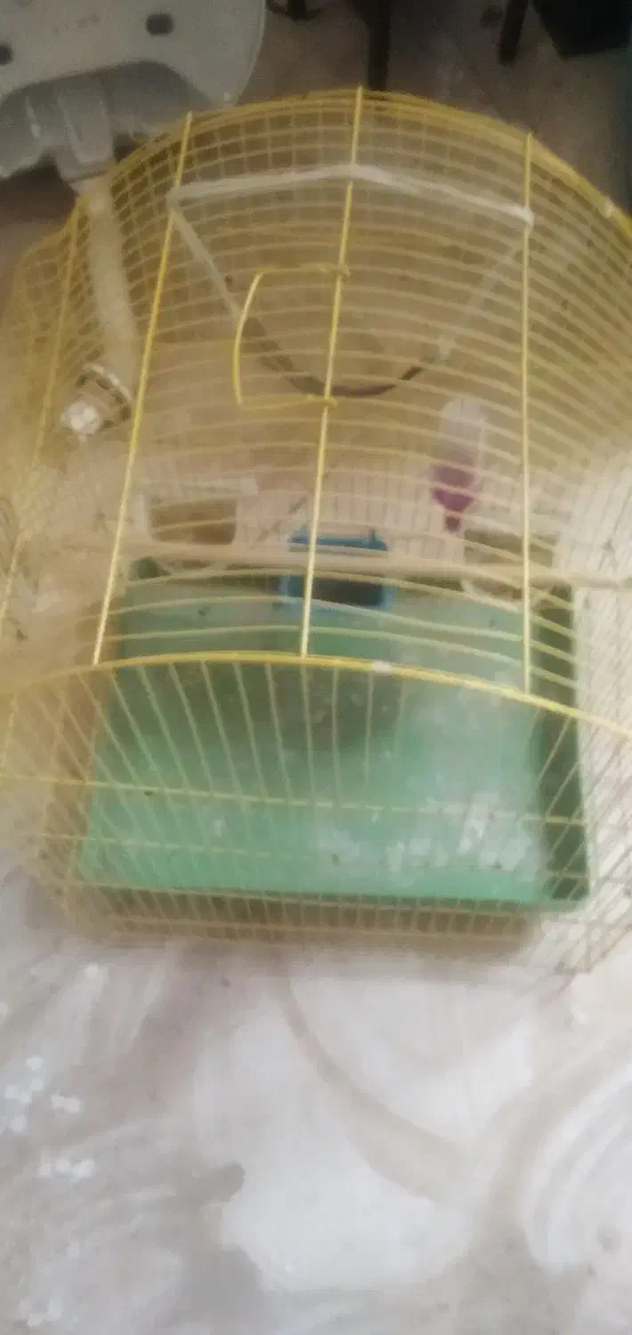 قفس پرنده|لوازم جانبی حیوانات|سلماس, |دیوار