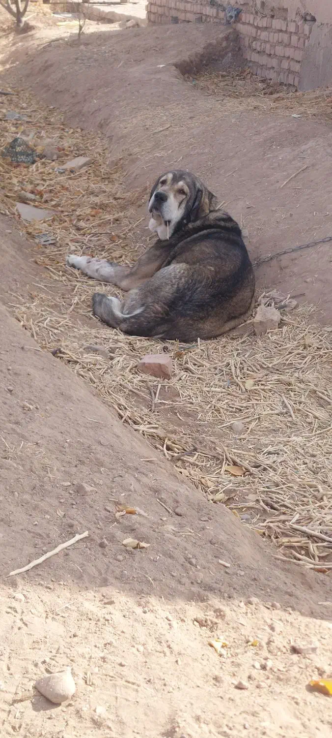 پژدر اصیل|سگ|محمدیه-قزوین, |دیوار