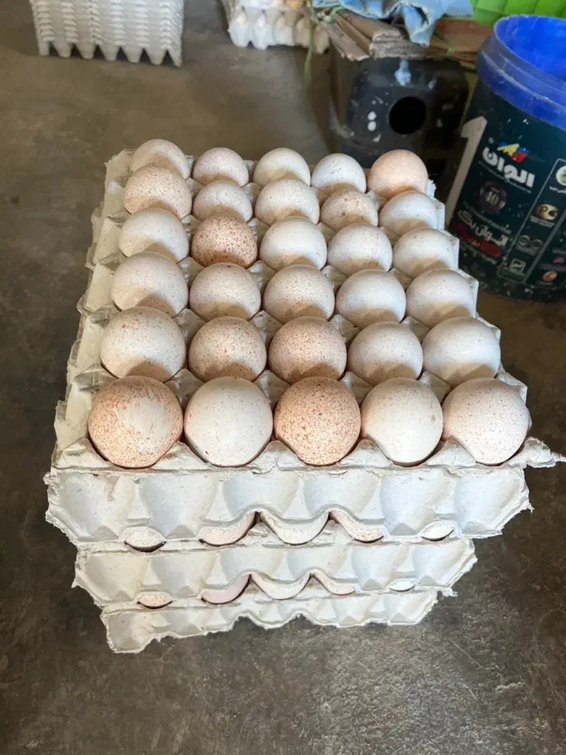 فروش تخم بوقلمون برنز نطفه دار|حیوانات مزرعه|کرج, گلشهر|دیوار