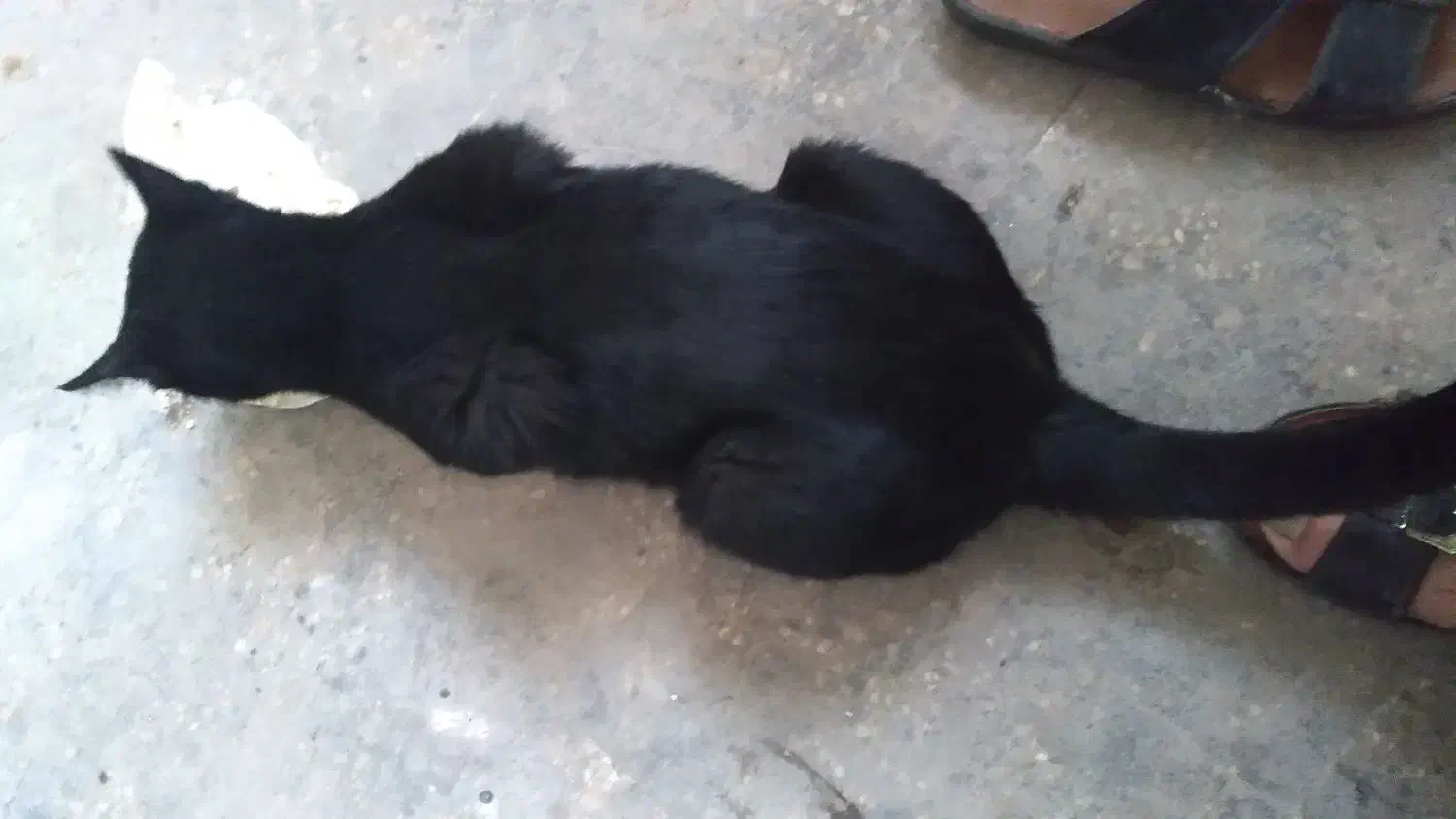 گربه نر خونگی|گربه|کارون, |دیوار