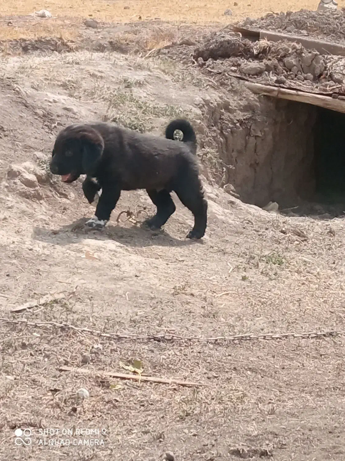 یکجفتتولهنروماده|سگ|شهرکرد, |دیوار