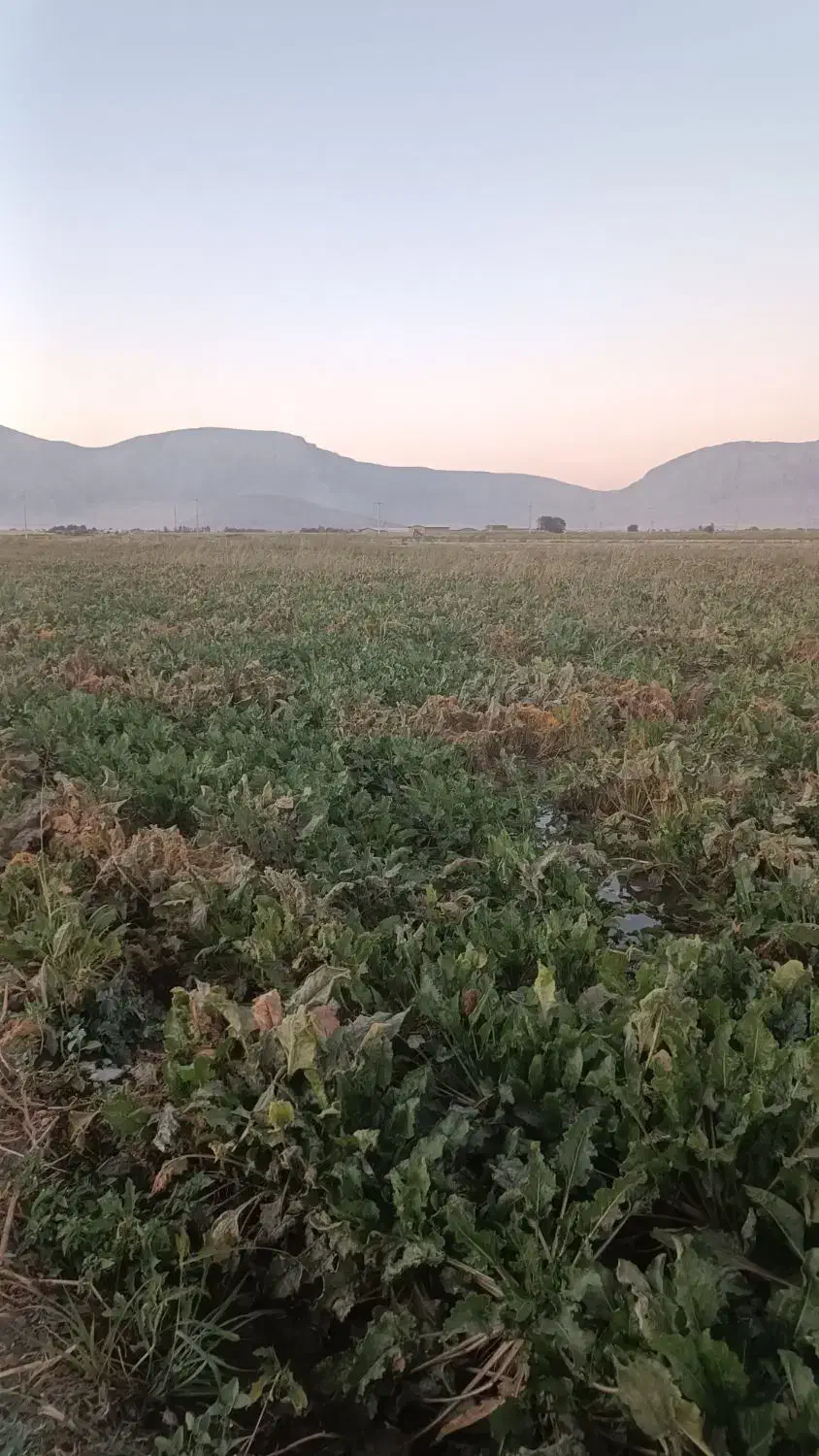 نیازمند تریلی و ده چرخ بار چغندر|خدمات حمل و نقل|بیستون, |دیوار