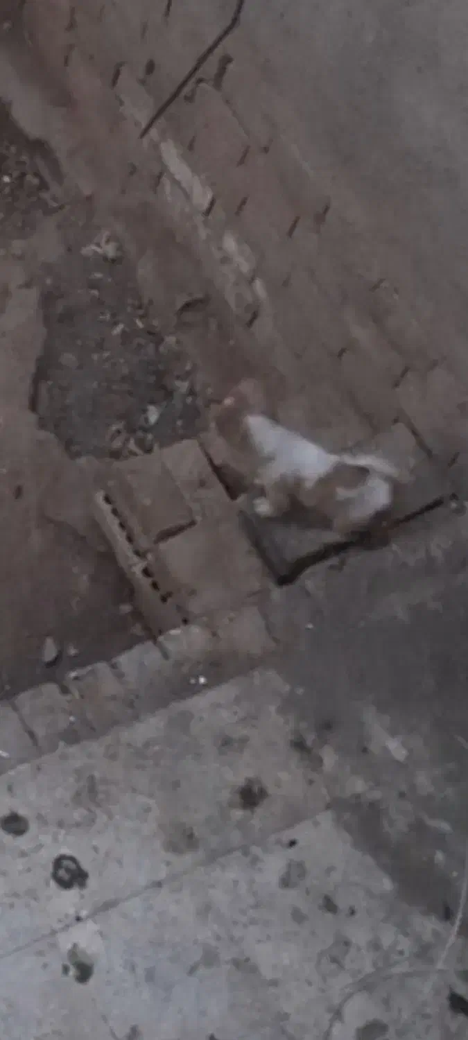 سگ گمشده|حیوانات|سبزوار, شهرک صنعتی فرودگاه|دیوار