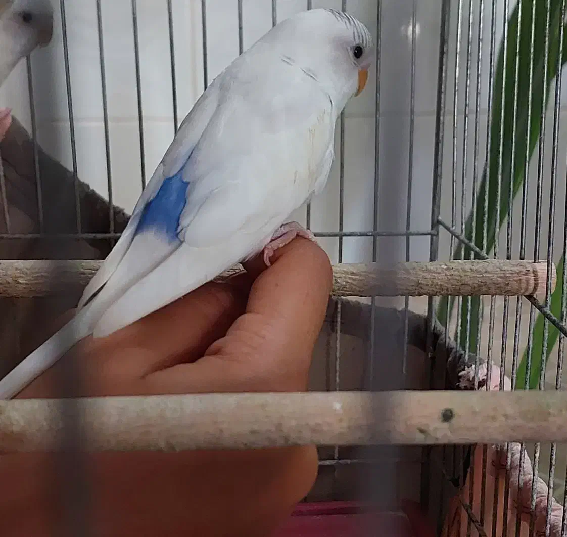 فروش مرغ عشق بالغ سفید کمر آبی دستی|پرنده|زرقان, |دیوار