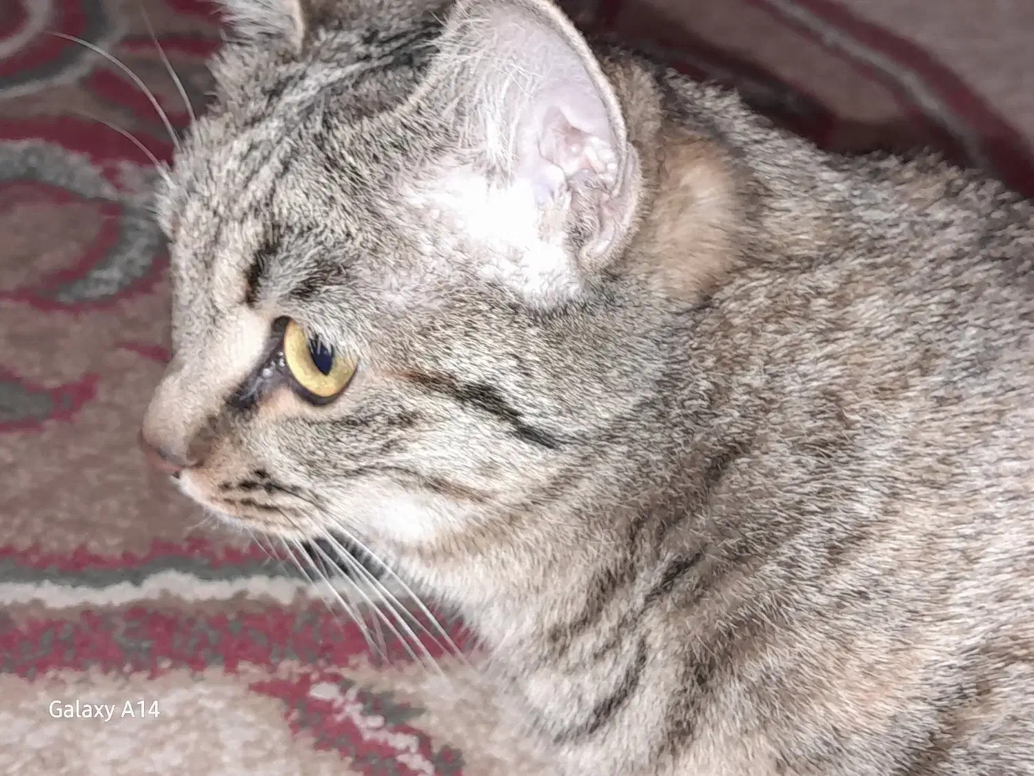 گربه دی اس اچ|گربه|شیراز, کوشک میدان|دیوار