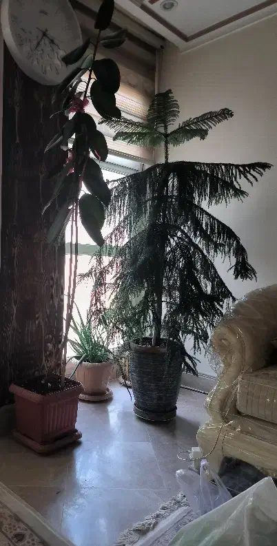 گلدان|گل و گیاه طبیعی|تهران, جمال‌زاده|دیوار