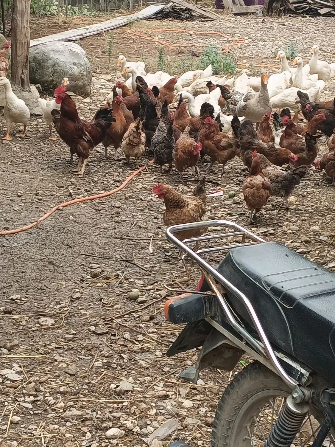 مرغ و خروس محلی و تخم مرغ|حیوانات مزرعه|گرگان, |دیوار