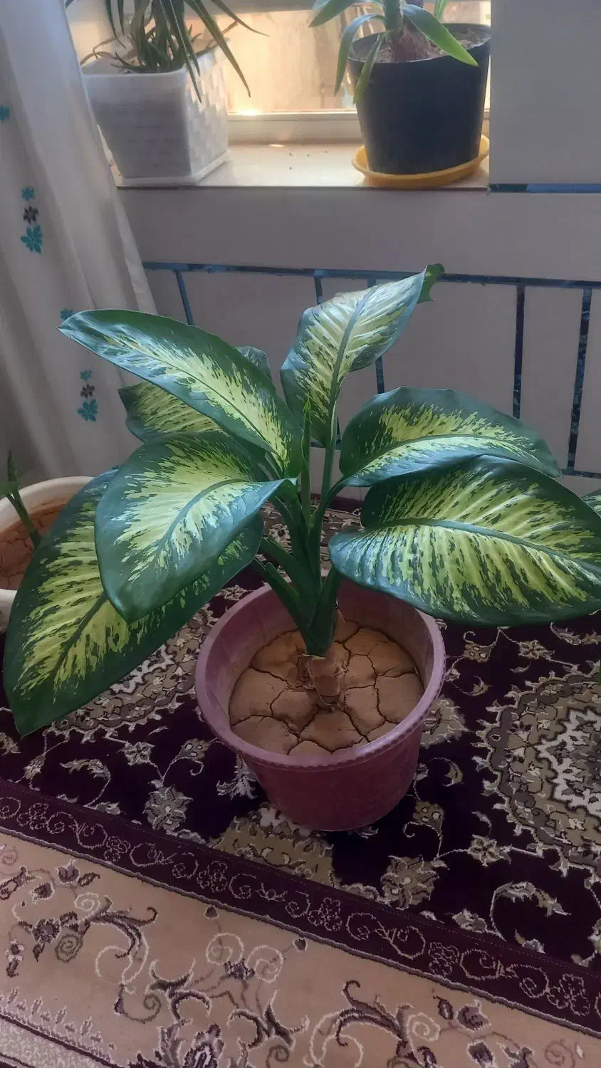 این گلهای سرسبز و قشنگ فروشی هستن|گل و گیاه طبیعی|لردگان, |دیوار