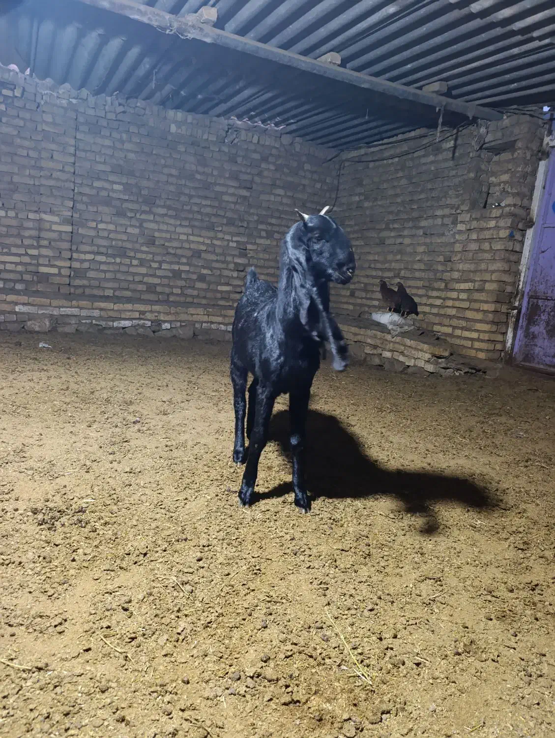 بزغاله گلابی|حیوانات مزرعه|بجنورد, |دیوار