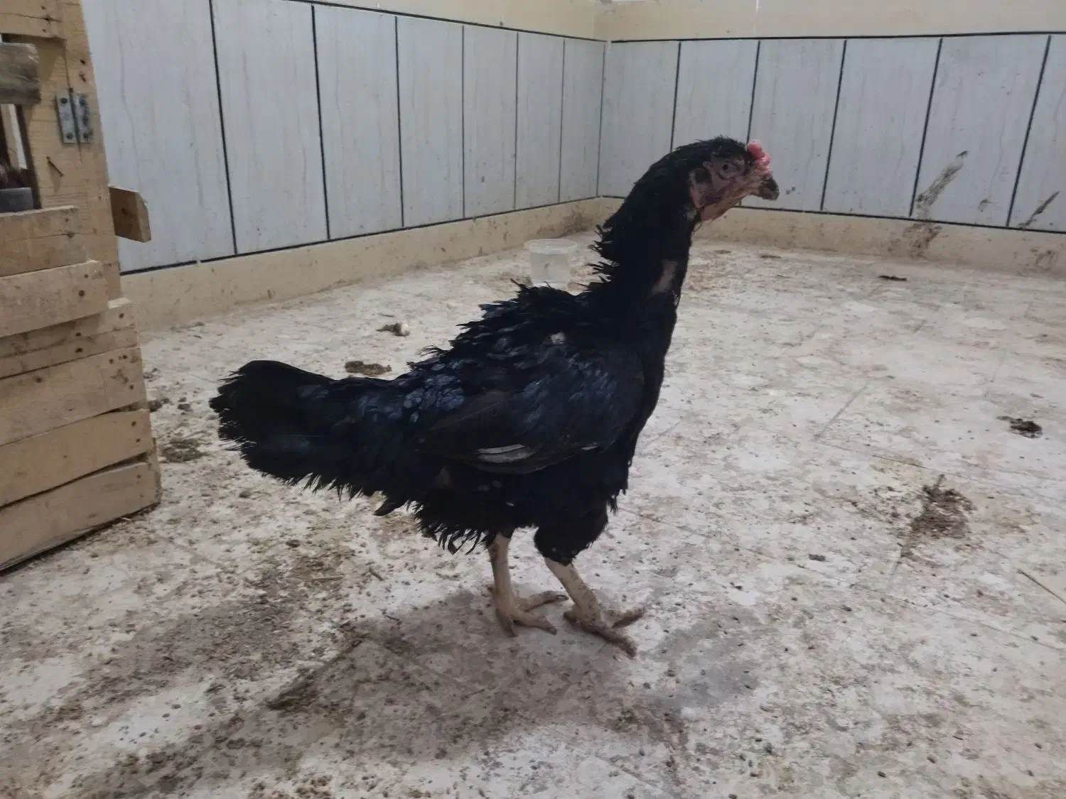 تخممرغ لاری|حیوانات مزرعه|گرگان, |دیوار