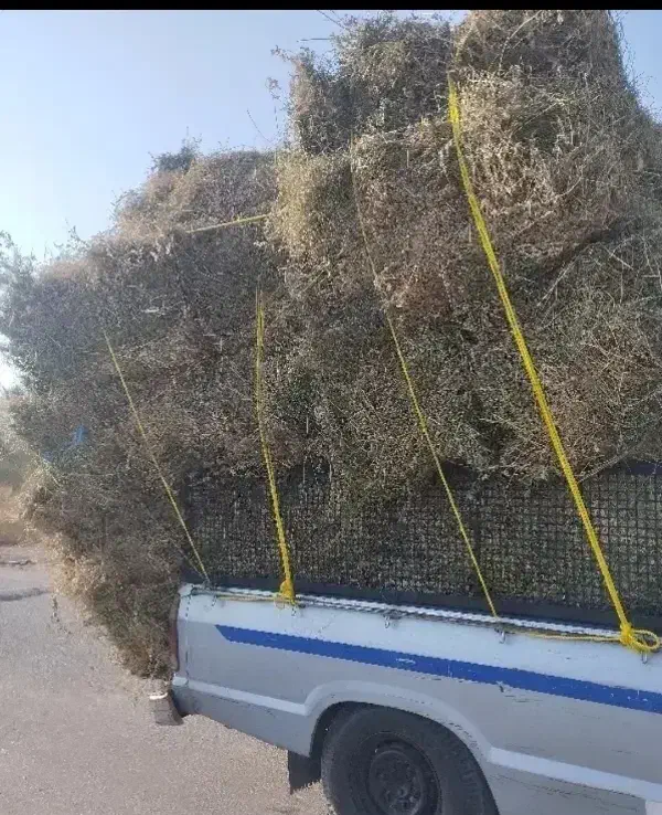 بیده یونجه فقط تماس|عمدهفروشی|میناب, |دیوار