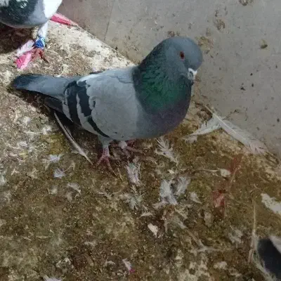 ماکت سبز|مجسمه، تندیس، ماکت|ایلام, |دیوار