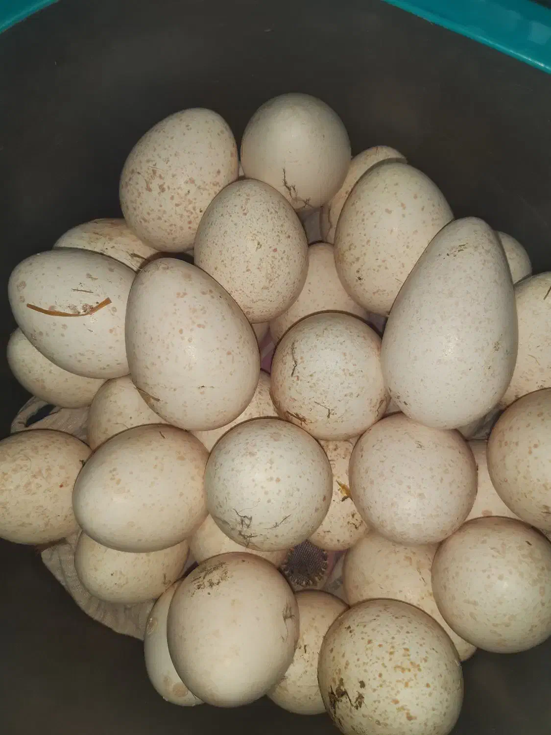 تخم بوقلمون|حیوانات مزرعه|ایذه, |دیوار