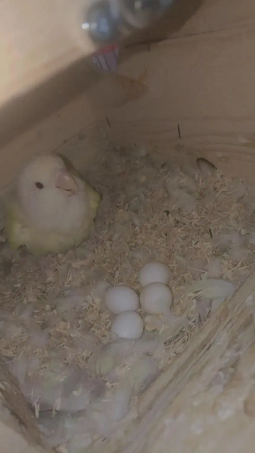 طوطی برزیلی رو تخم|پرنده|دوگنبدان, |دیوار