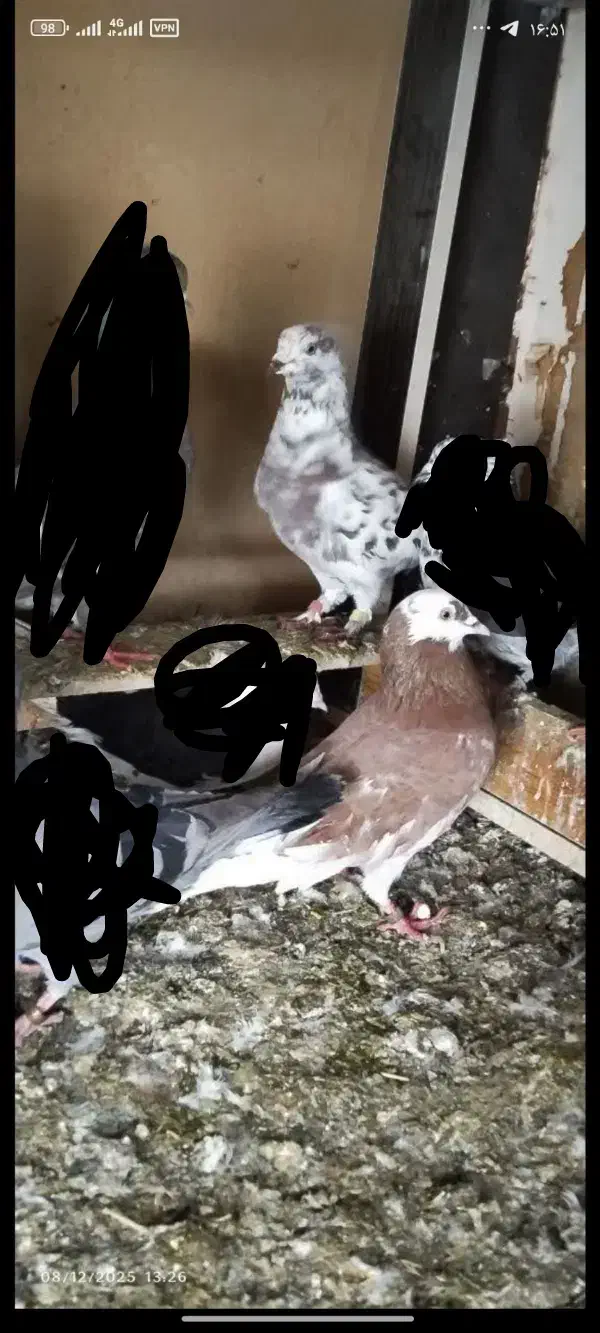 کبوتر رفته|حیوانات|میاندوآب, |دیوار