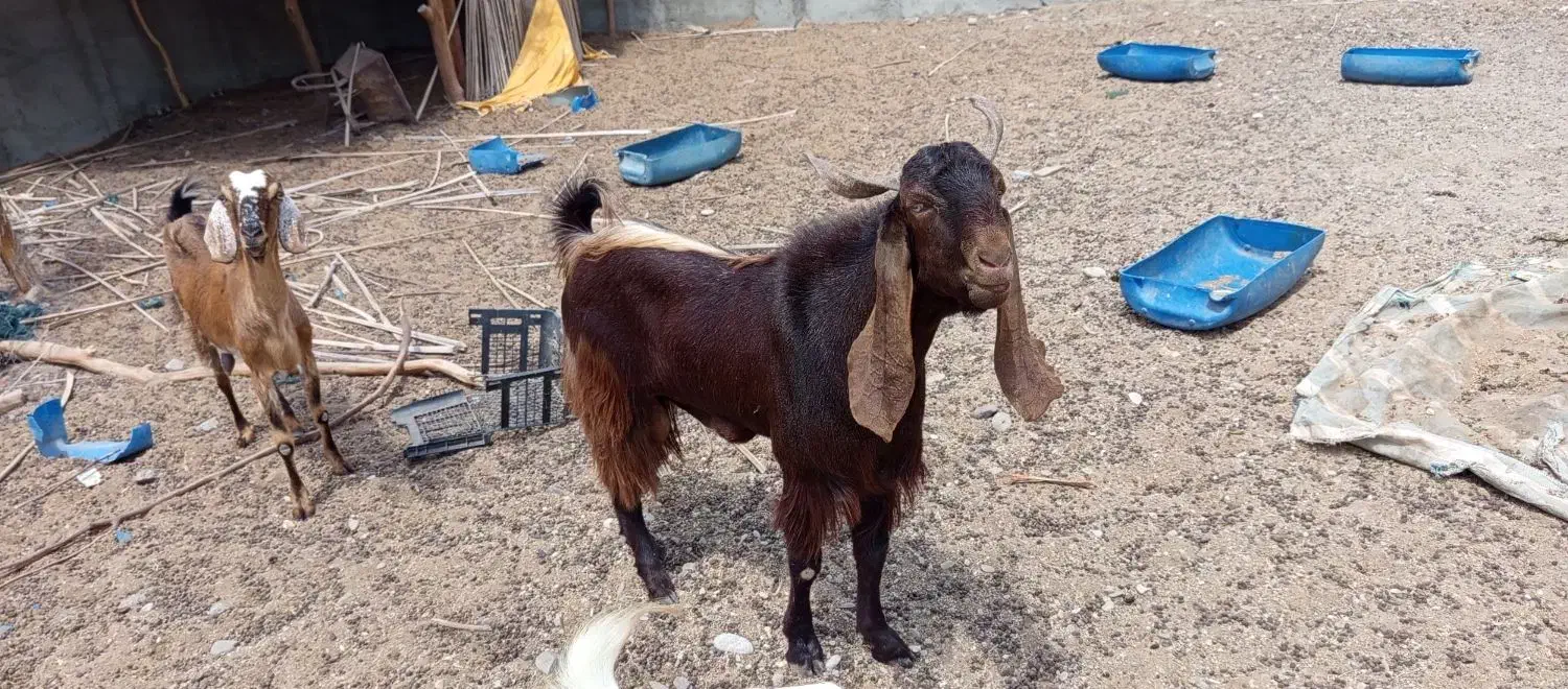 نر پاکستانی دوساله|حیوانات مزرعه|جاسک, |دیوار