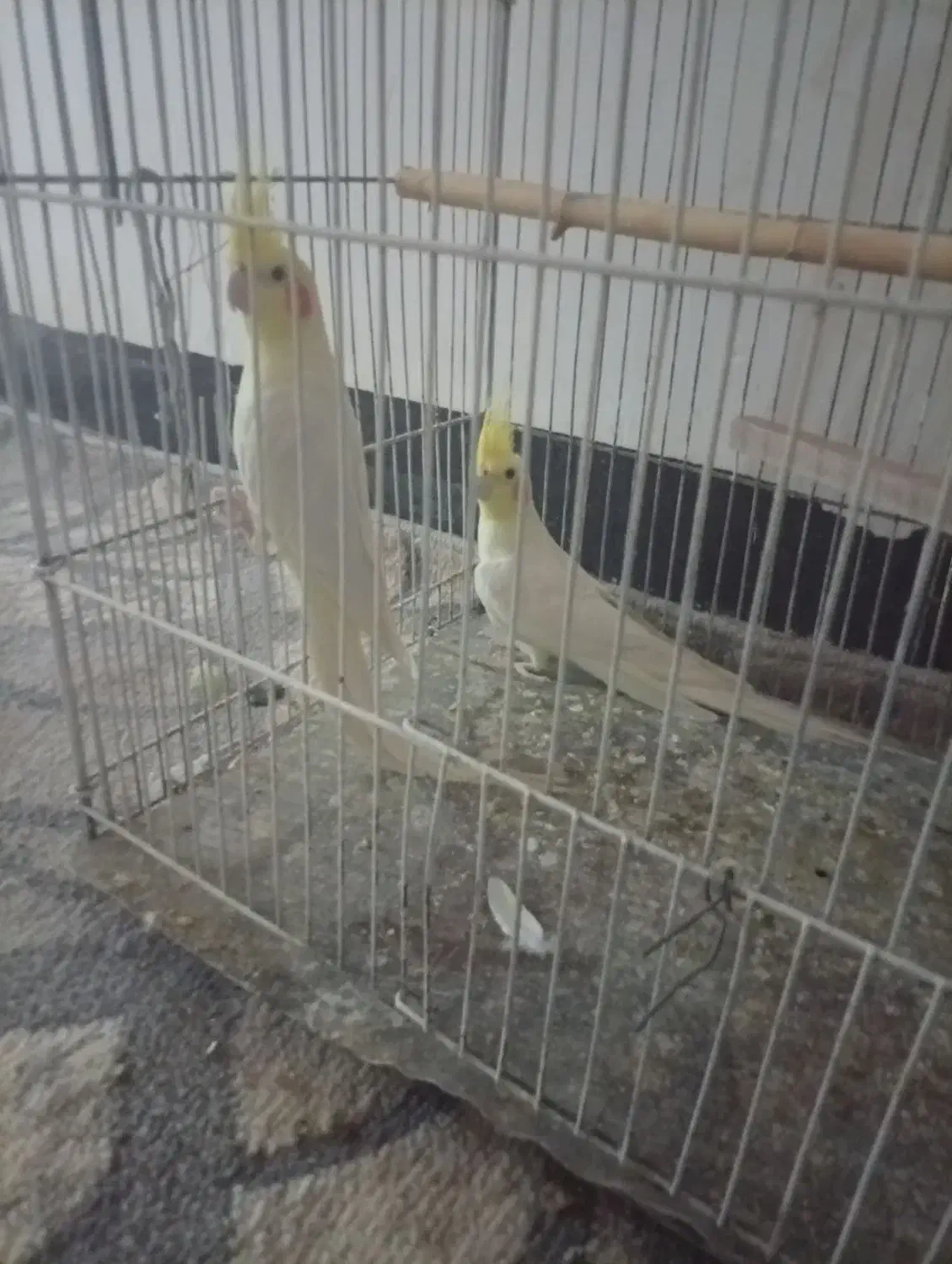 عروس هلندی بالغ لوتینیو تخم و جوجه ای|پرنده|زابل, |دیوار