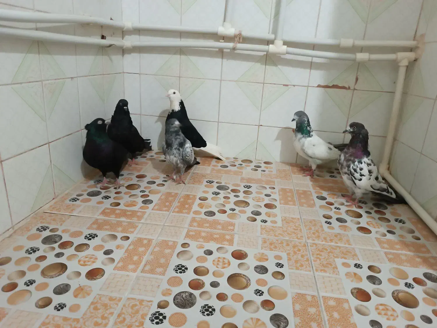 کبوتر پاکستانی و پرشی|پرنده|تهران, سعادت‌آباد|دیوار