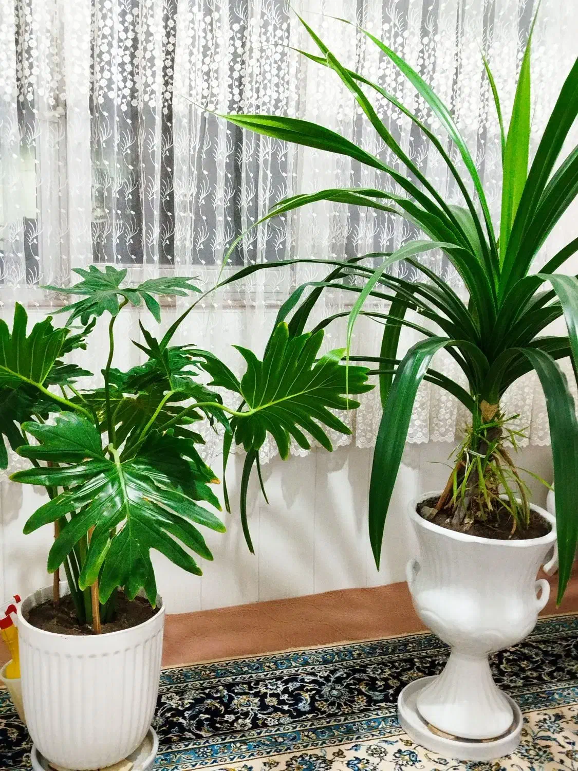 گل های طبیعی همراه گلدان|گل و گیاه طبیعی|چهاردانگه (تهران), |دیوار