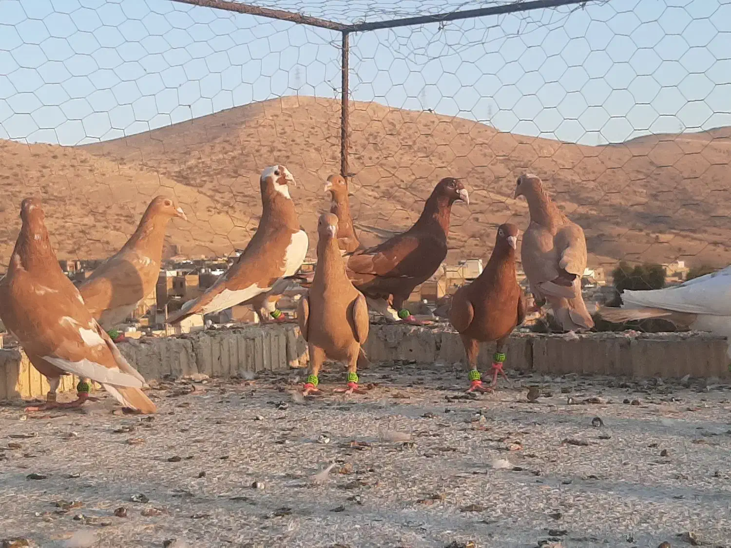 کفتر ابلغ پلاکی میلیمنز زرد سرخ|پرنده|شیراز, سعدیه شمالی|دیوار