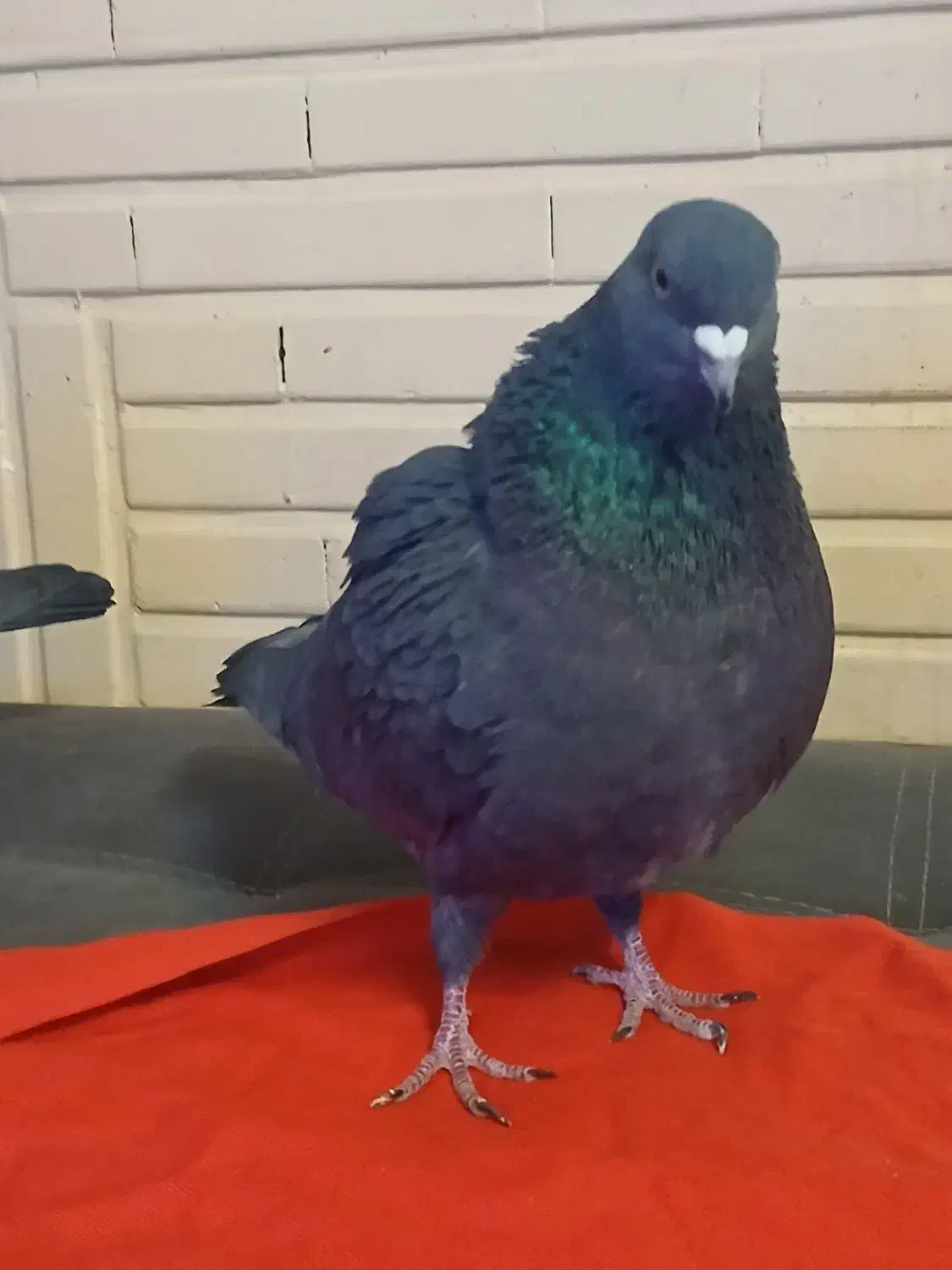 کبوتر های فروشی|پرنده|تهران, مختاری|دیوار