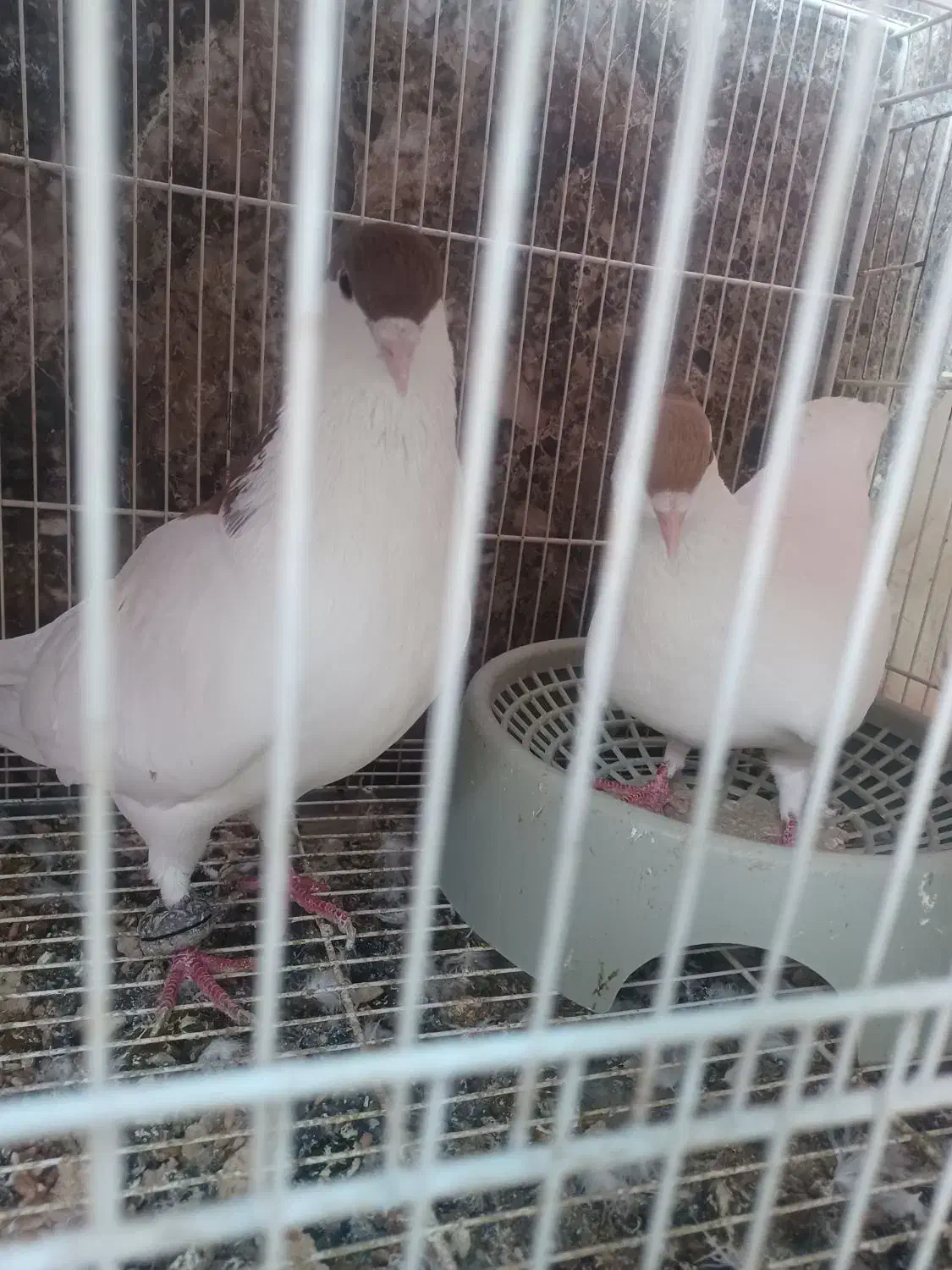 کبوتر معاوضه|پرنده|گنبد کاووس, |دیوار