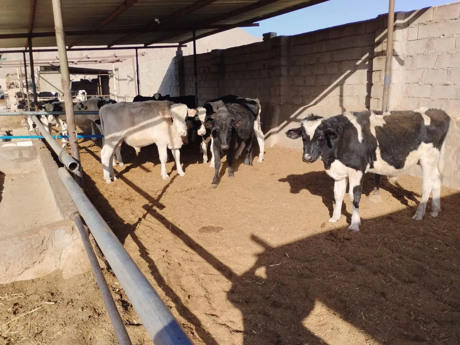 گوساله نر واکسن خارجی و ایرانی دو نوبت تزریق شده|حیوانات مزرعه|راین, |دیوار