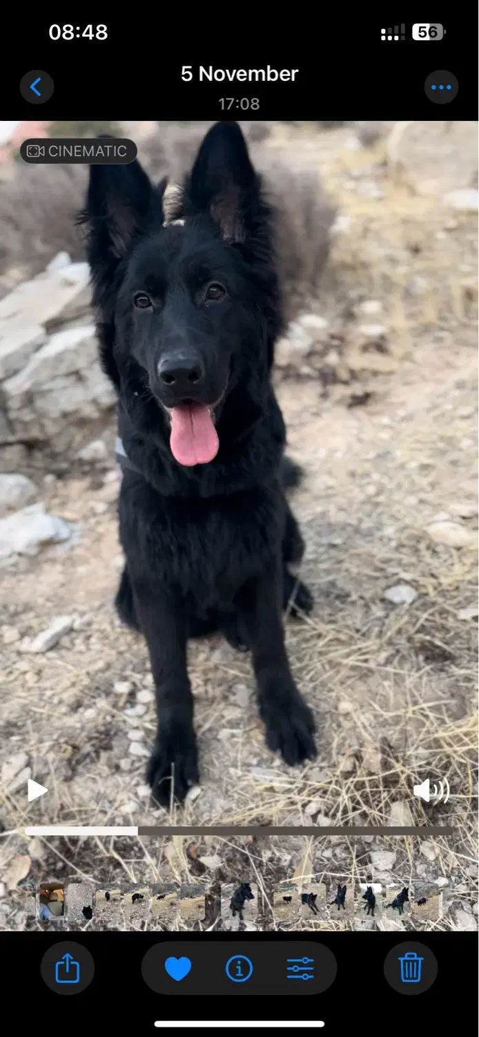 توله نر بلک ژرمن شپرد شولاین|سگ|دوگنبدان, |دیوار