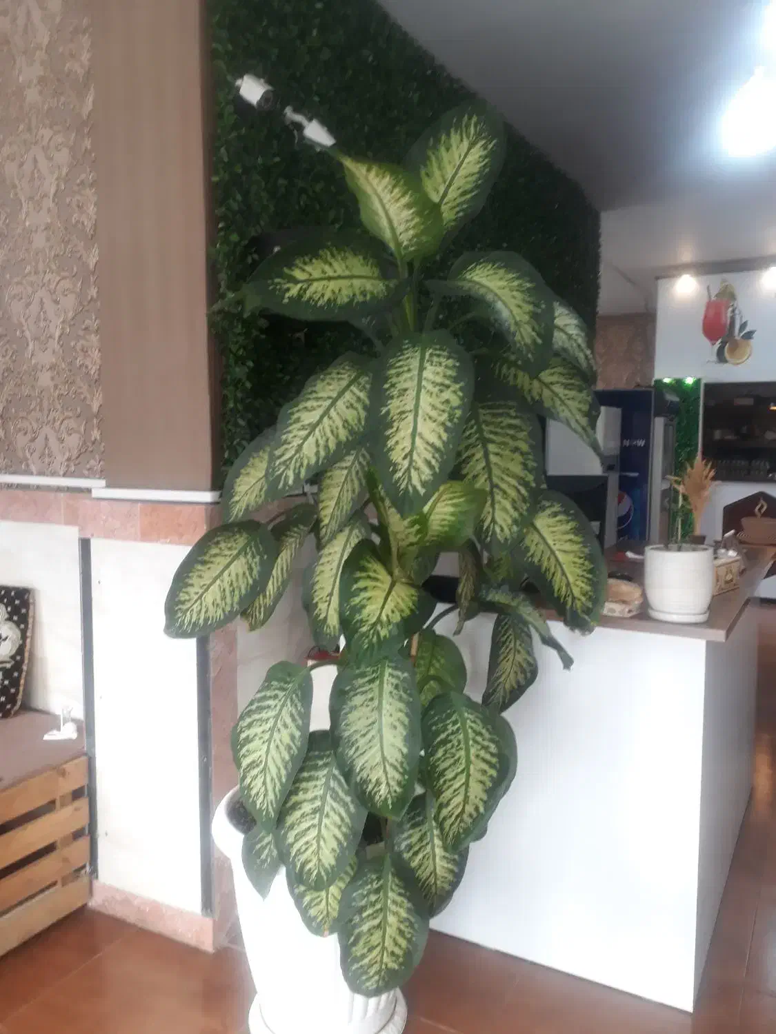 گل وگیاه|گل و گیاه طبیعی|تالش, هشتپر|دیوار