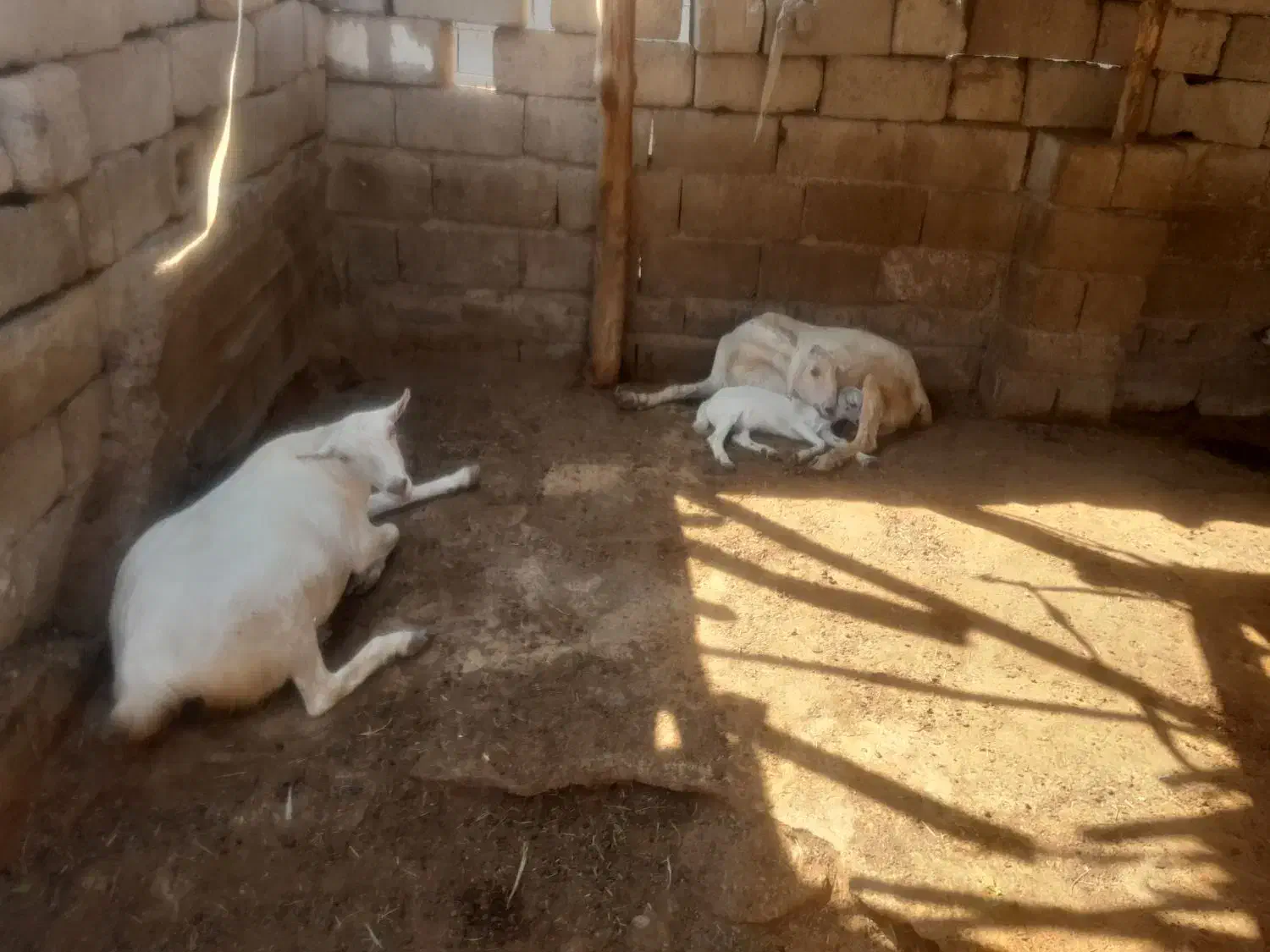 بزدوقلو.نری دوقلو|حیوانات مزرعه|قلعه قاضی, |دیوار