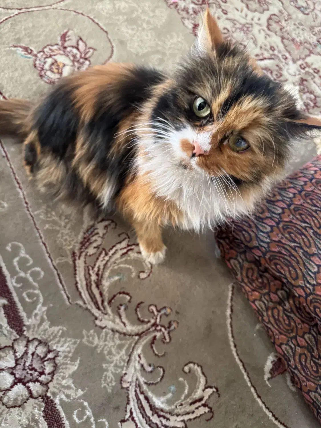 گربه پرشین|گربه|ورامین, ورامین|دیوار