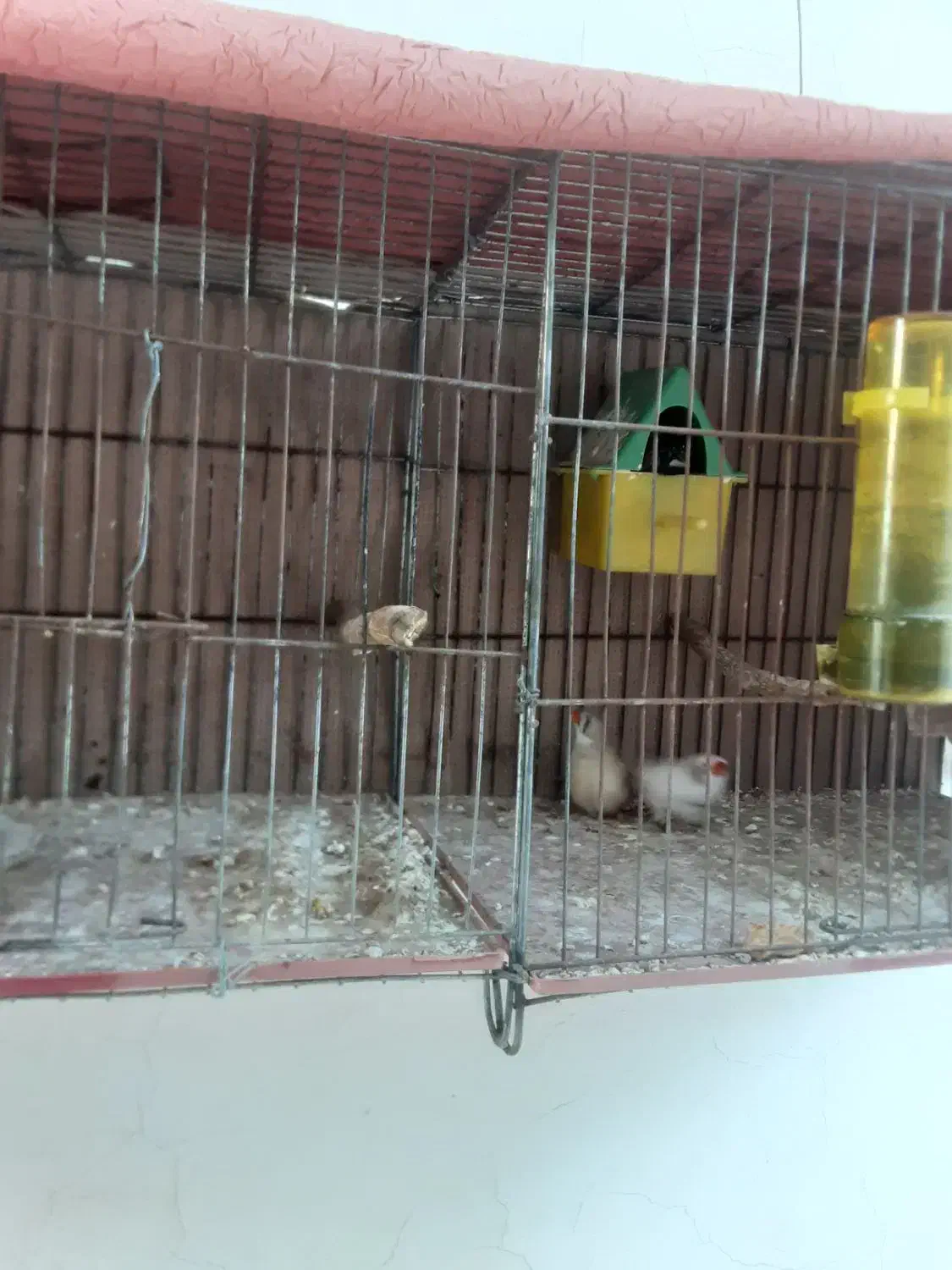 فنچ|پرنده|بابلسر, |دیوار