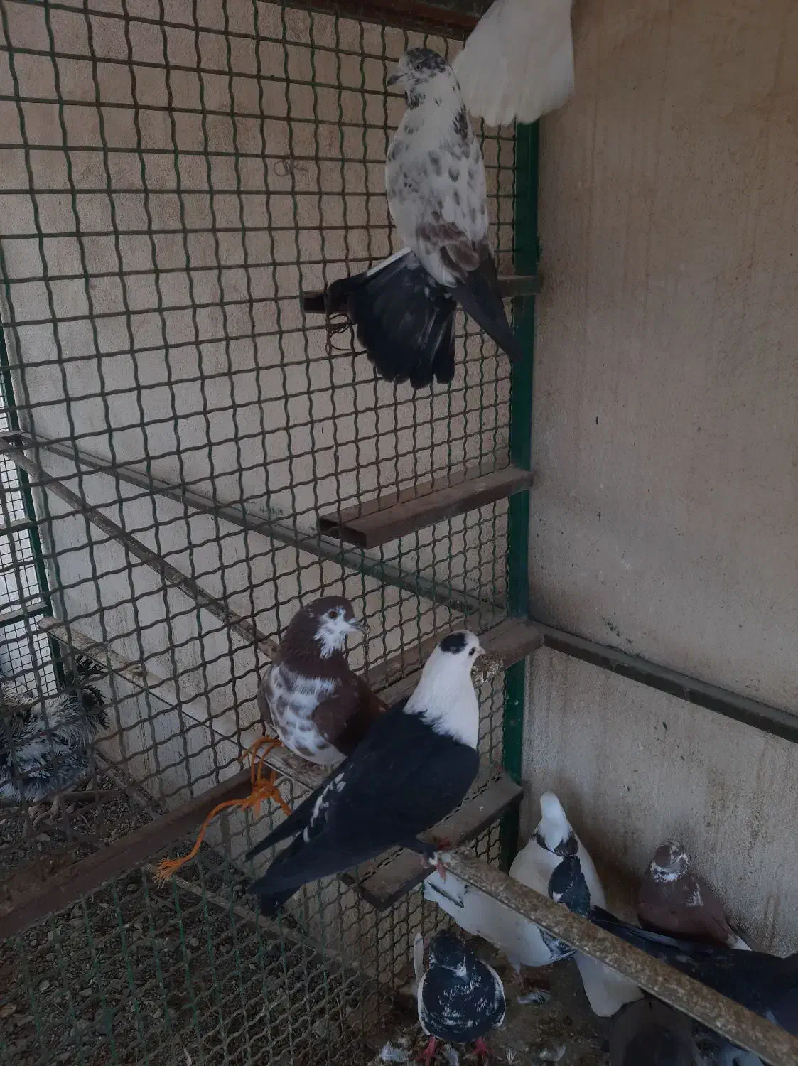 کبوتر|پرنده|رودهن, |دیوار