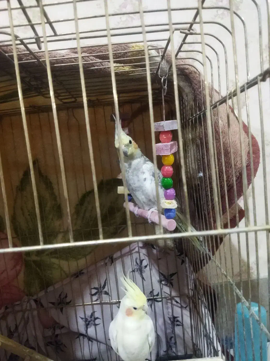 عروس هلندی|پرنده|قیدار, |دیوار