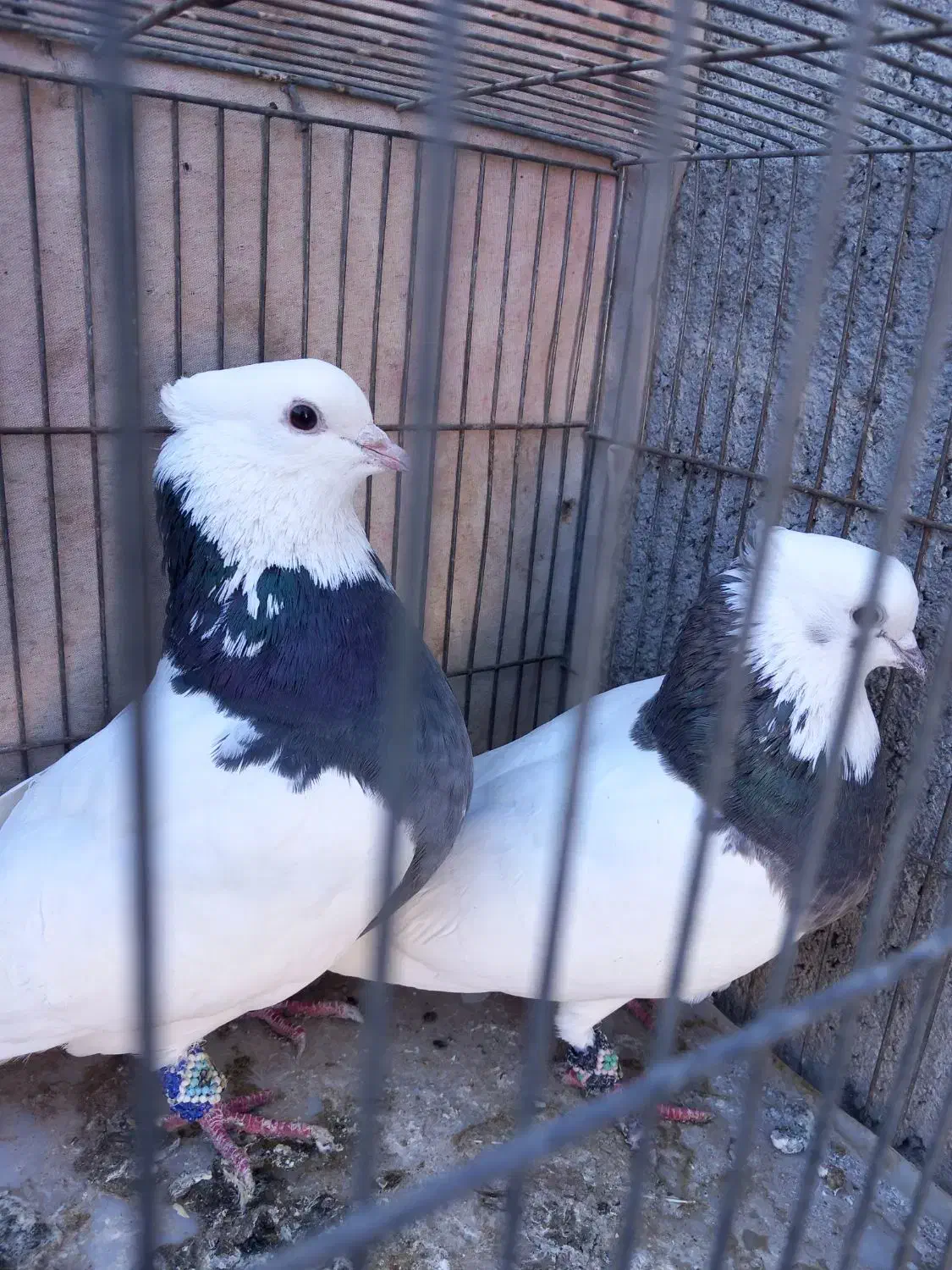 کبوتر طوقی|پرنده|سامان, |دیوار