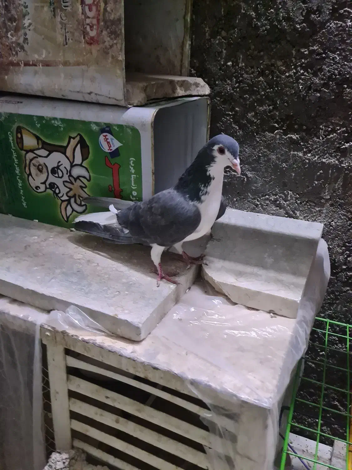 دمگیر ماده روزگاری|پرنده|برخوار, |دیوار