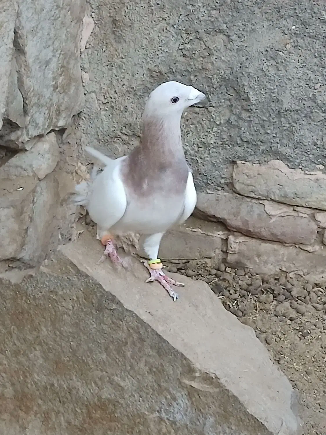 دوعدد کفتر خوشگل سالم و سرحال|پرنده|سبزوار, باهنر|دیوار