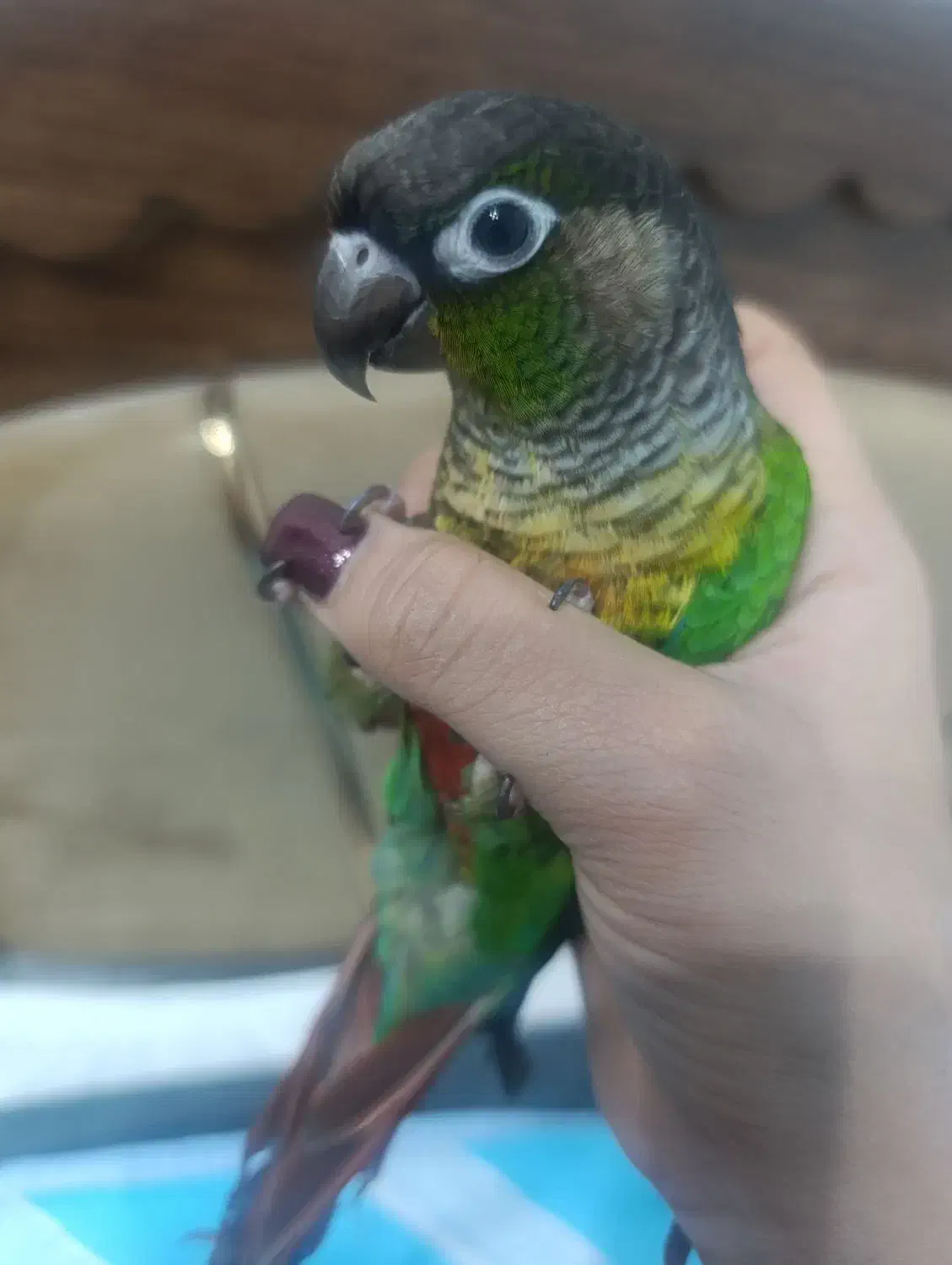 پرنده|پرنده|نظرآباد, مسکن مهر نظرآباد|دیوار